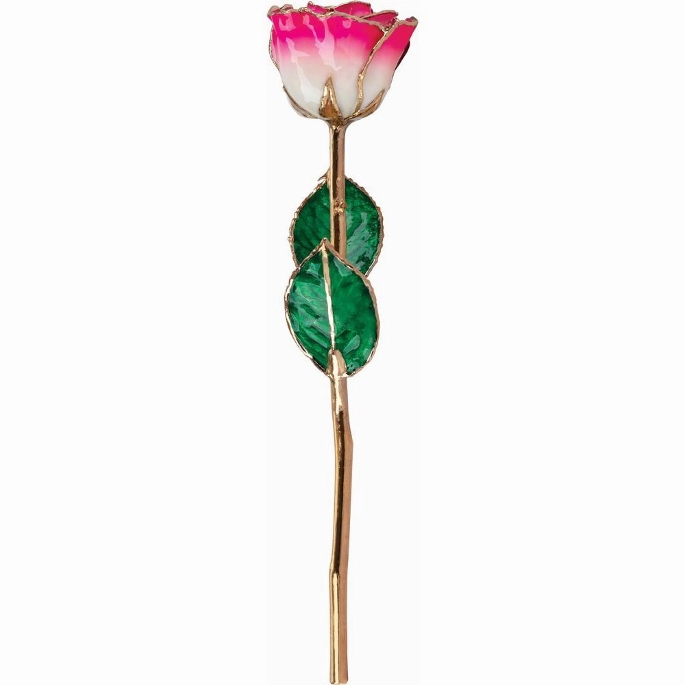 Golden  Rose