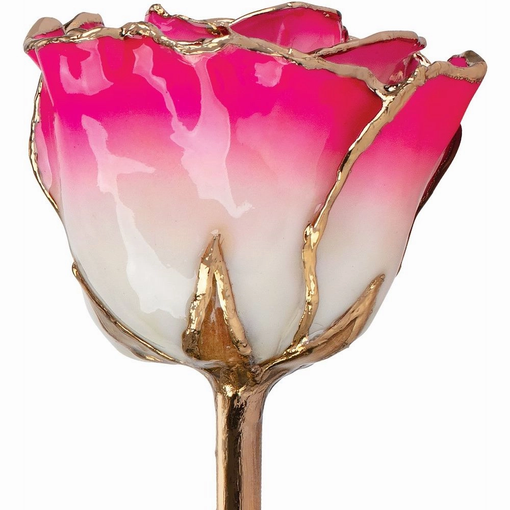 Golden  Rose